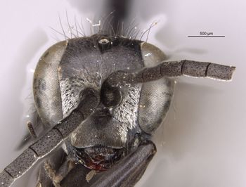 Media type: image;   Entomology 28386 Aspect: head frontal view